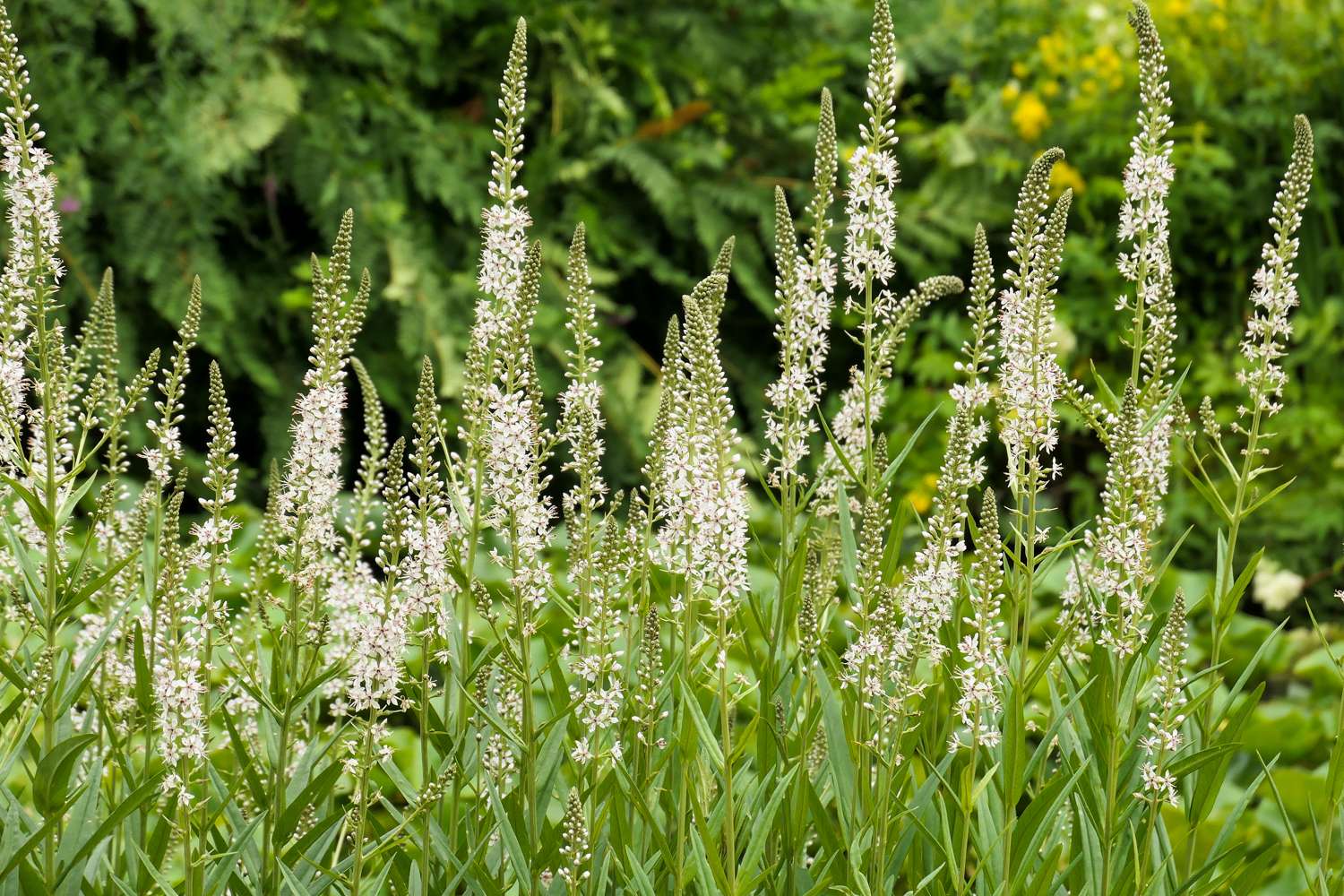 Speedwell Veronica Spicata ‘Schneeriesin’